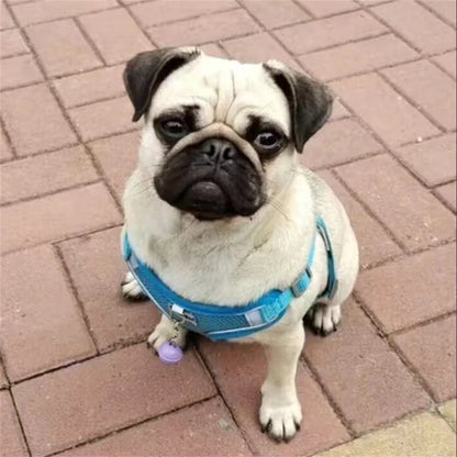 Arnés Transpirable para Perro con Correa Ajustable y Reflectante